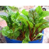 Rainbow Chard in kid's system